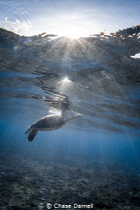 "Sparkling Breaths"
A Green Turtle surfaces for a breath... by Chase Darnell 